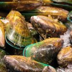 Shells - Mussels