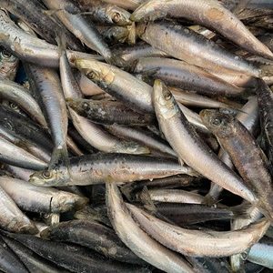 sardines-whole-per-kg